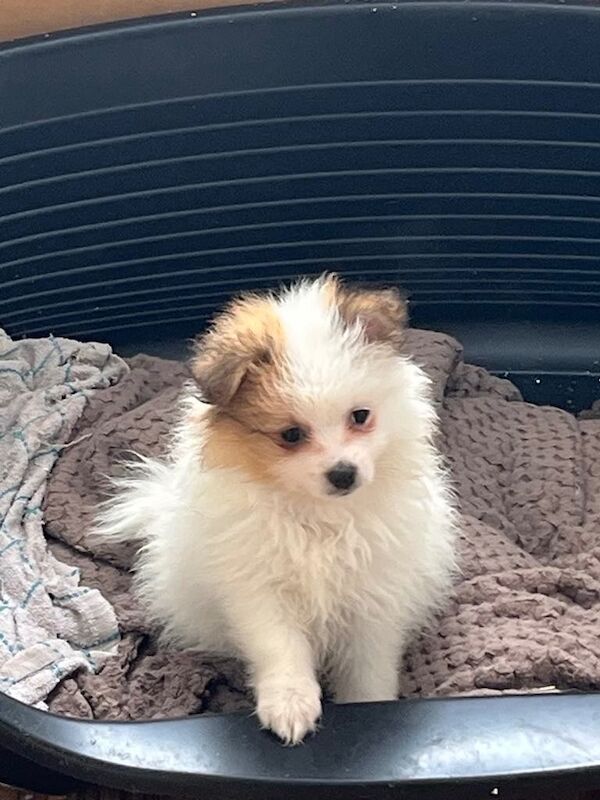 Pomeranian puppies for sale in Plymouth, Devon – 8 weeks old - Image 3 of 3