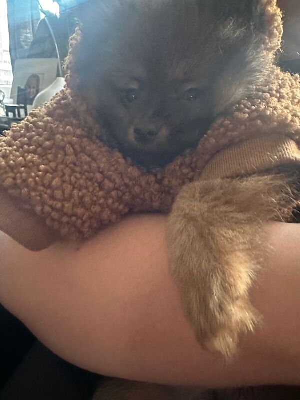 Pomeranian puppies for sale in Enfield, Greater London – 4 months old - Image 2 of 3