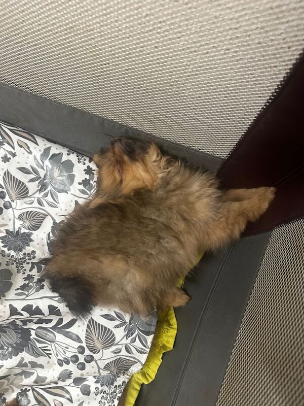 Pomeranian puppies for sale in Enfield, Greater London – 4 months old - Image 3 of 3