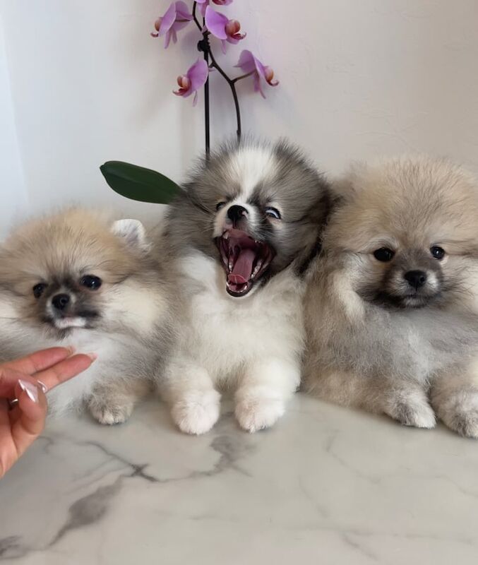 Three Pomeranian boys. High quality. for sale in Upminster, Greater London