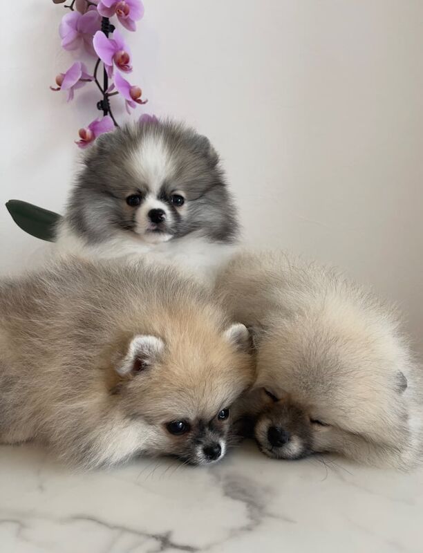 Three Pomeranian boys. High quality. for sale in Upminster, Greater London - Image 2