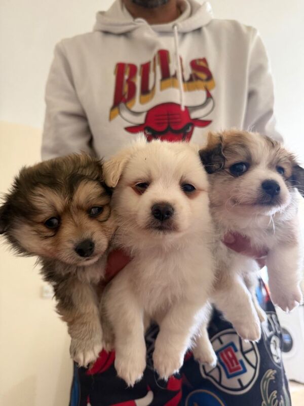 Three Pomeranian puppies ready now