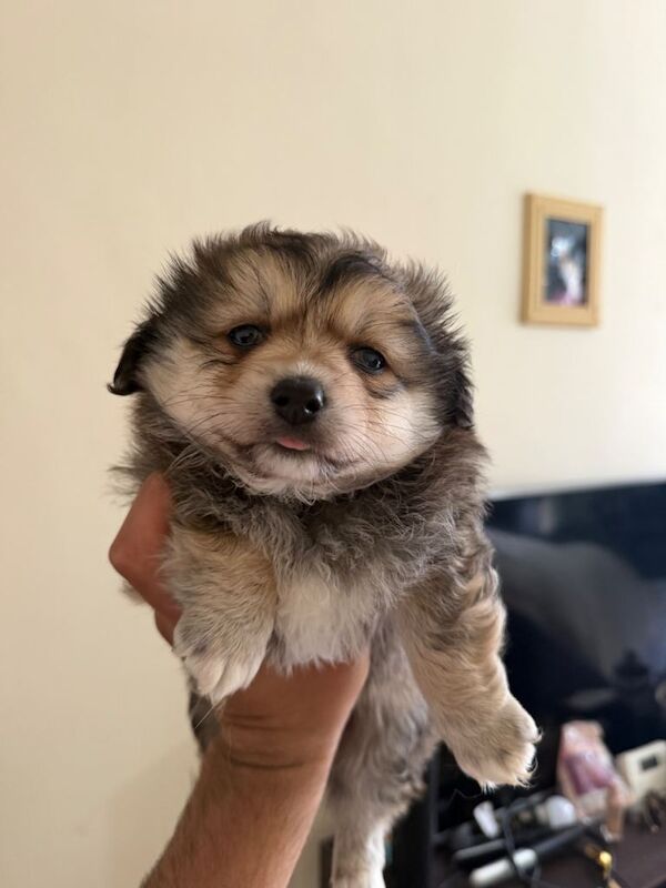 Three Pomeranian puppies ready now - Image 2 of 6
