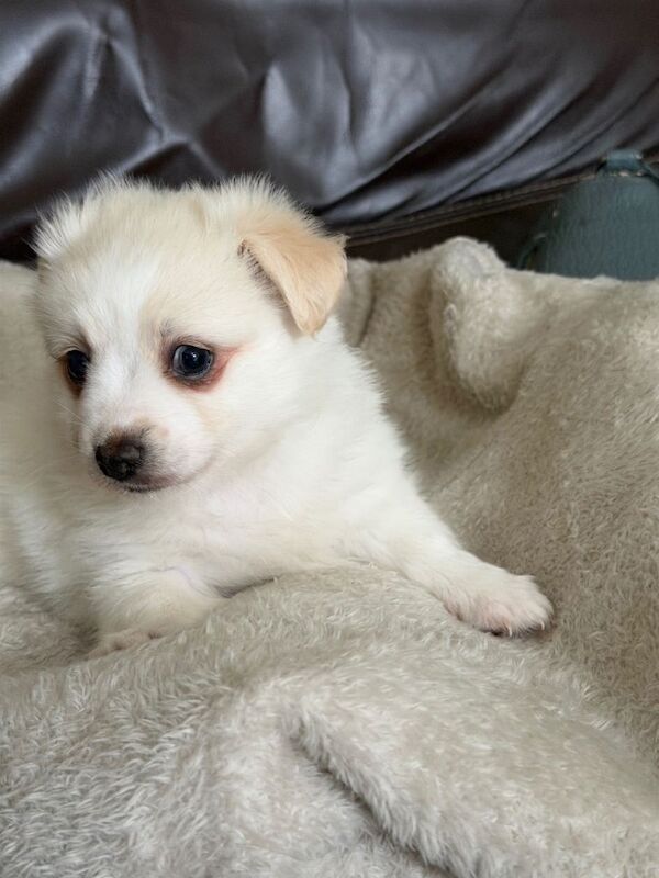 Three Pomeranian puppies ready now - Image 4 of 6