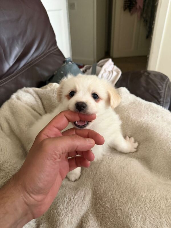 Three Pomeranian puppies ready now - Image 5 of 6
