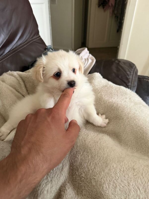 Three Pomeranian puppies ready now - Image 6 of 6