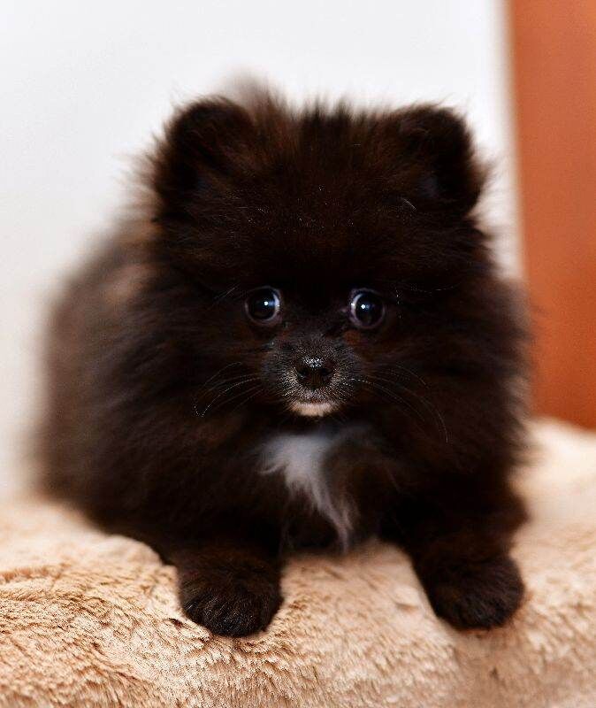 Pomeranian Puppies For Sale