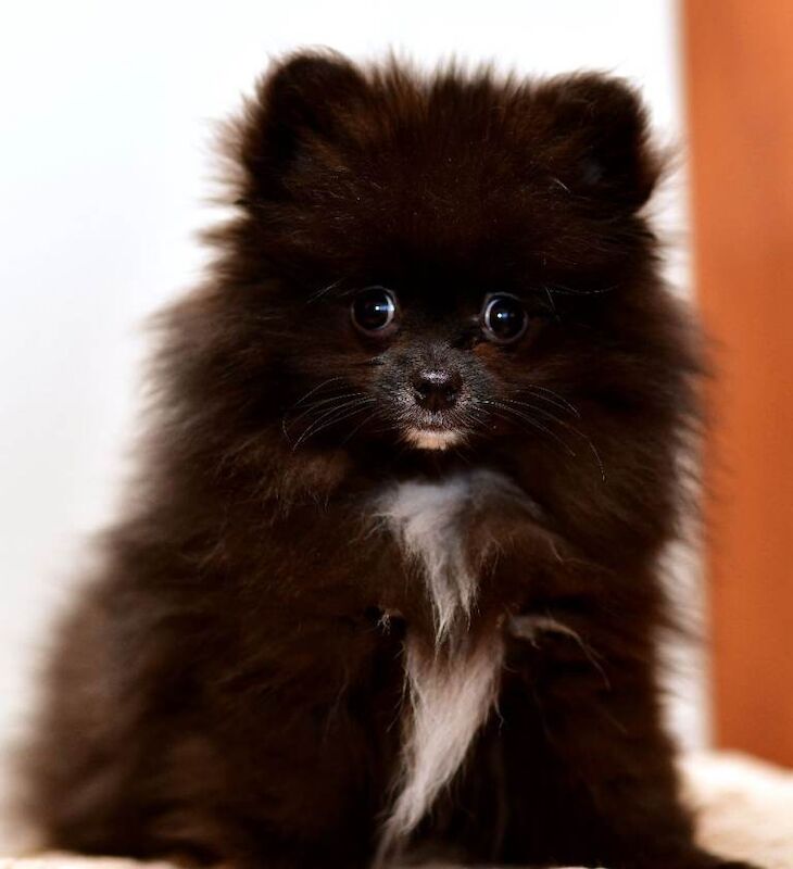 TINY BLACK POMERANIAN 1.2kg FULLY VACCINED - Image 2 of 3