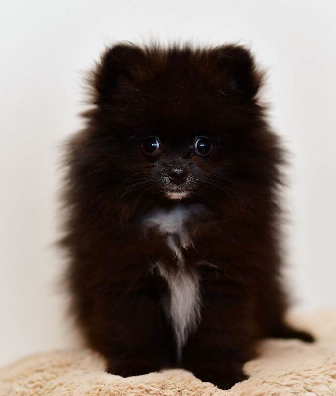 TINY BLACK POMERANIAN 1.2kg FULLY VACCINED - Image 3 of 3