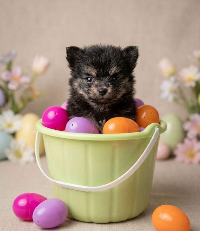 Tiny boy puppy - Image 2 of 3