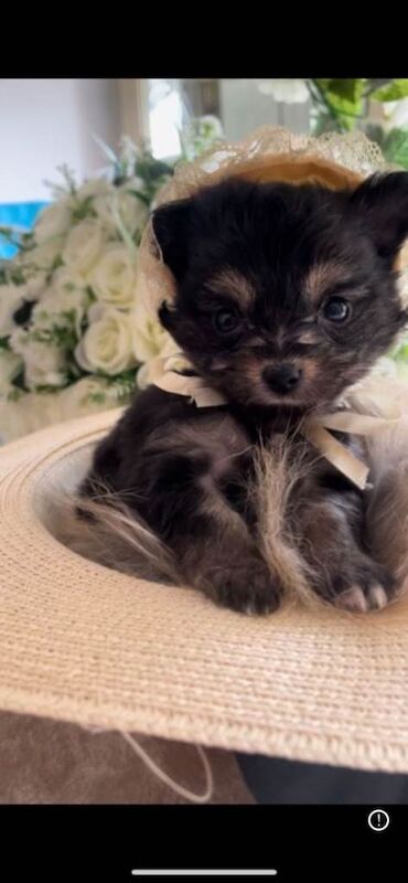 Tiny boy puppy - Image 3 of 3