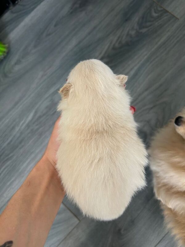 tiny cream Pomeranian puppy - Image 2 of 5