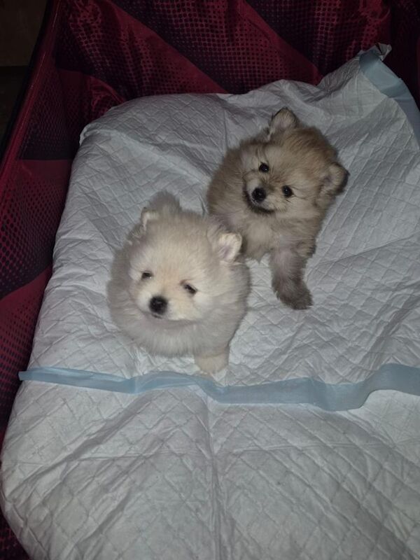 tiny cream Pomeranian puppy - Image 3 of 5