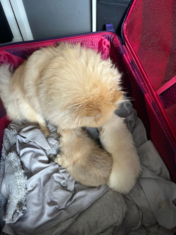 tiny cream Pomeranian puppy - Image 4 of 5