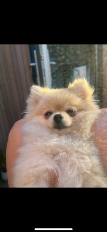 tiny cream Pomeranian puppy - Image 5 of 5
