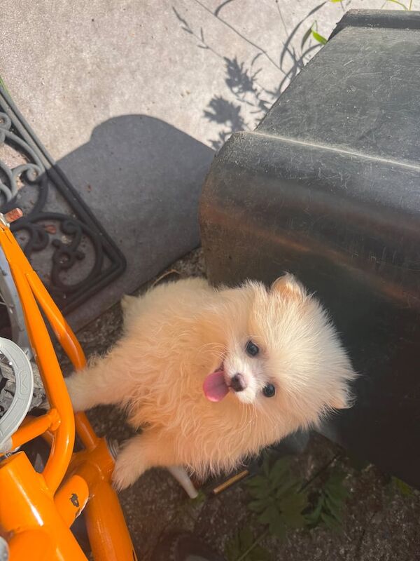 Pomeranian puppies for sale in Kingston Hill, Greater London – 10 weeks old