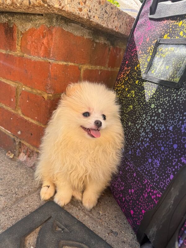 Pomeranian puppies for sale in Kingston Hill, Greater London – 10 weeks old - Image 2 of 3