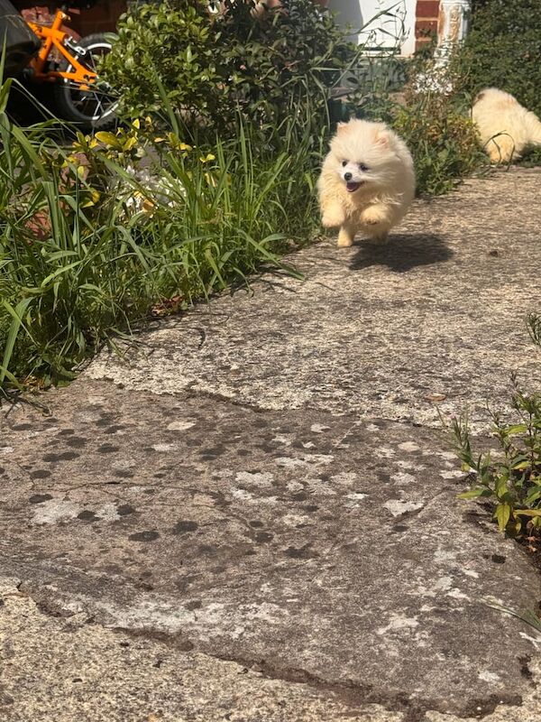 Pomeranian puppies for sale in Kingston Hill, Greater London – 10 weeks old - Image 3 of 3