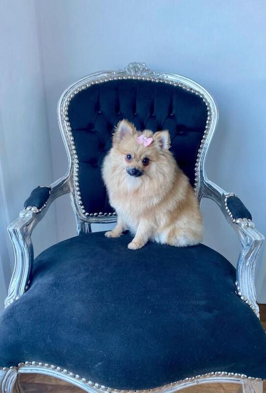Pomeranian puppies for sale in Downham Market, Norfolk – 7 months old - Image 2 of 3