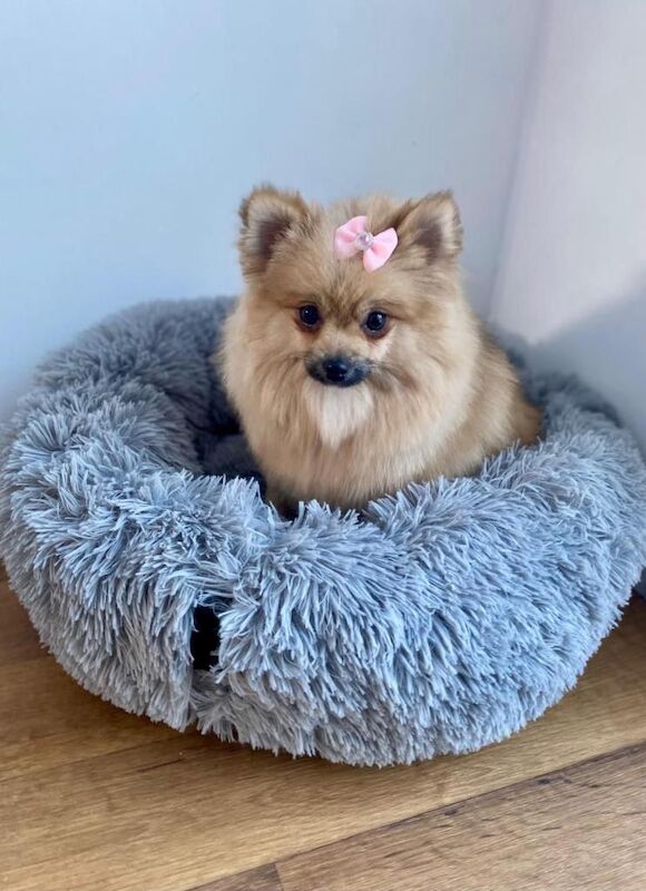 Pomeranian puppies for sale in Downham Market, Norfolk – 7 months old - Image 3 of 3