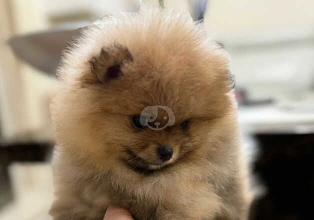 Pomeranian puppies for sale in Nuneaton, Warwickshire – KC registered, 1 year old - Image 2 of 5