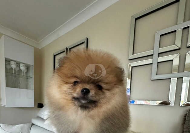 Pomeranian puppies for sale in Nuneaton, Warwickshire – KC registered, 1 year old - Image 3 of 5