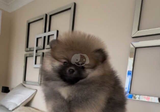 Pomeranian puppies for sale in Nuneaton, Warwickshire – KC registered, 1 year old - Image 4 of 5