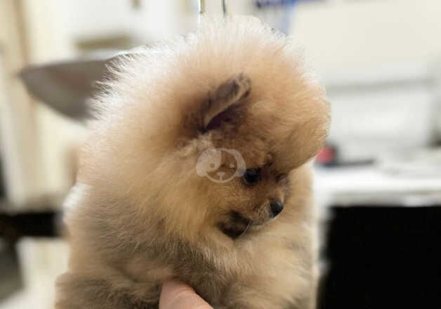 Pomeranian puppies for sale in Nuneaton, Warwickshire – KC registered, 1 year old - Image 5 of 5