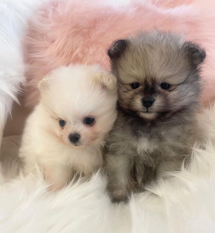 TINY KC POMERANIAN PUPPYS for sale in Hove, East Sussex - Image 2