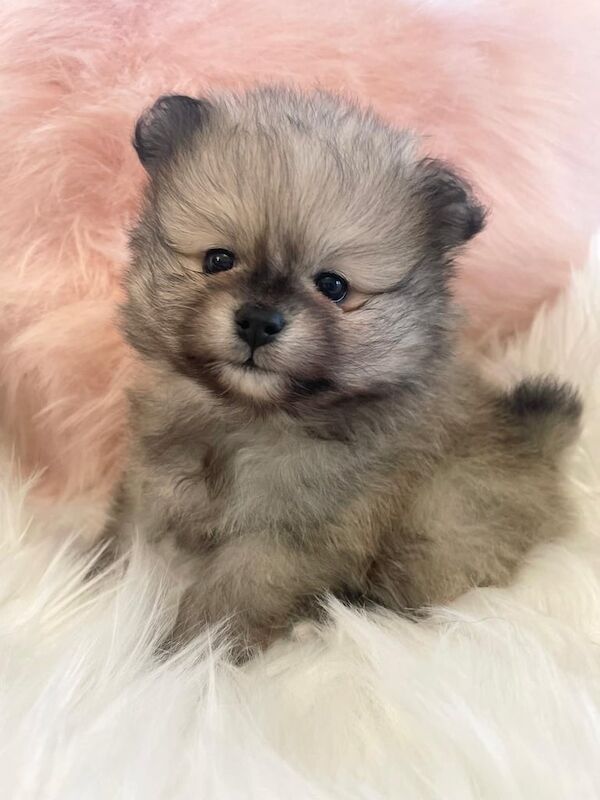 Pomeranian puppies for sale in Hove, East Sussex – KC registered, 11 months old - Image 3 of 3