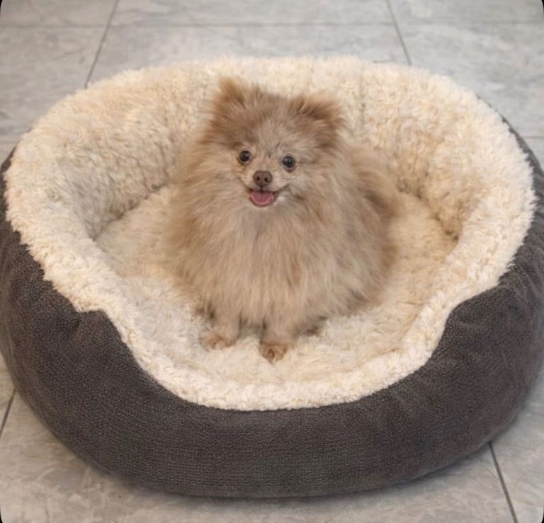 Tiny Pomeranian