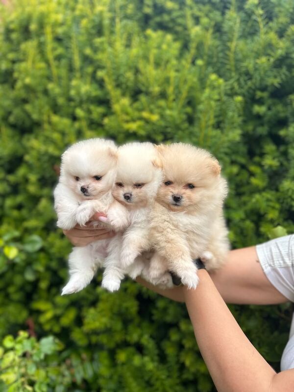 Pomeranian puppies for sale in Shirebrook, Derbyshire – 6 weeks old