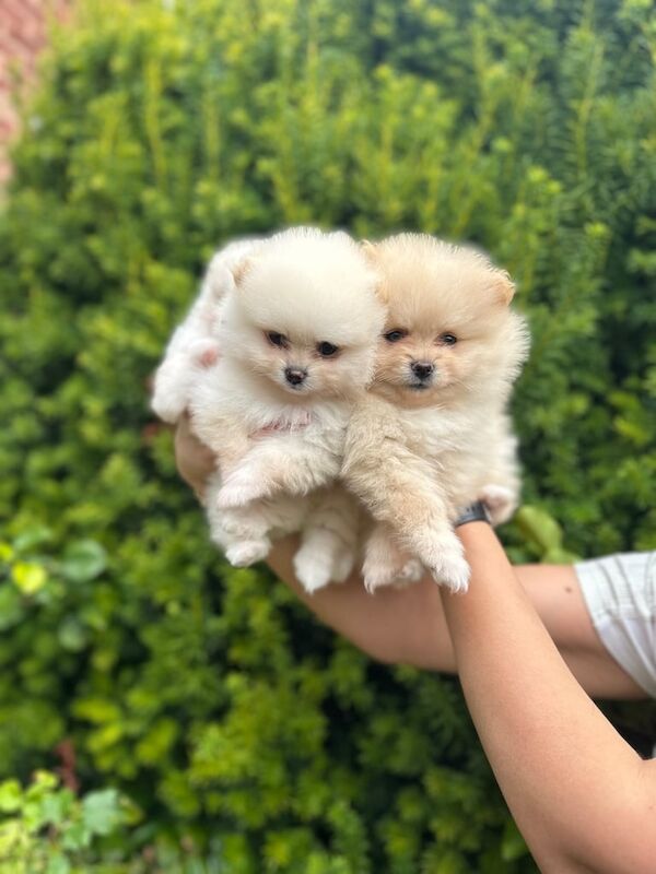 Pomeranian puppies for sale in Shirebrook, Derbyshire – 6 weeks old - Image 2 of 3