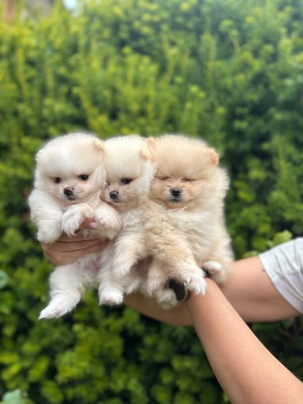 Pomeranian puppies for sale in Shirebrook, Derbyshire – 6 weeks old - Image 3 of 3