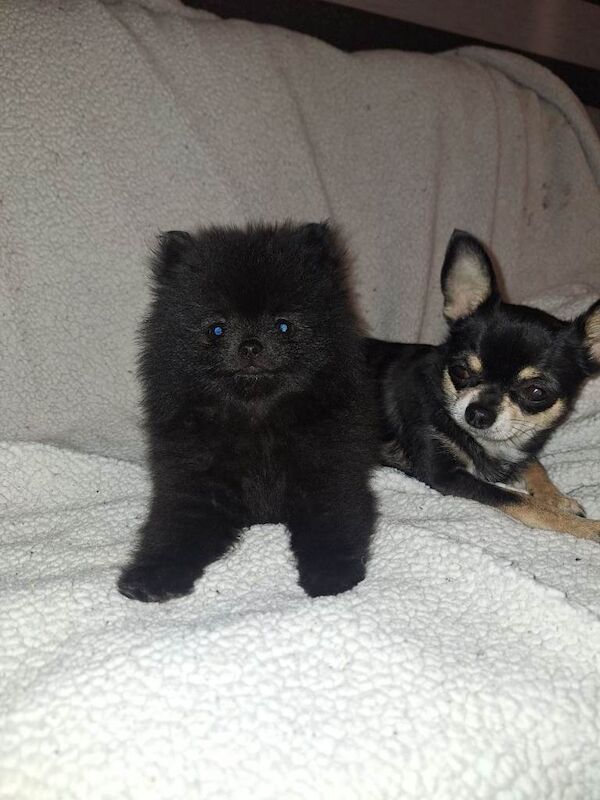 Kennel Club Registered Pomeranian Puppies For Sale