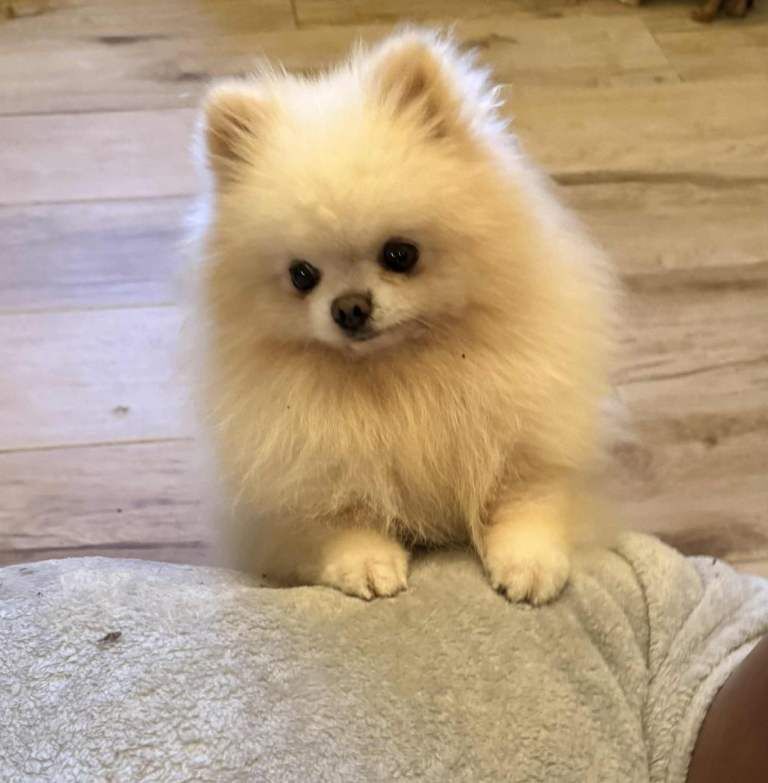 Tiny Pomeranian Pups Champion Bloodlines - Image 2 of 6