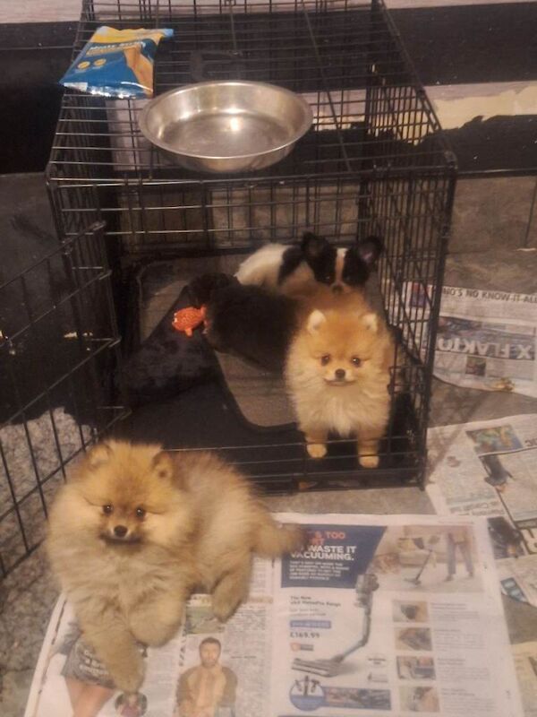 Tiny Pomeranian Pups Champion Bloodlines - Image 3 of 6