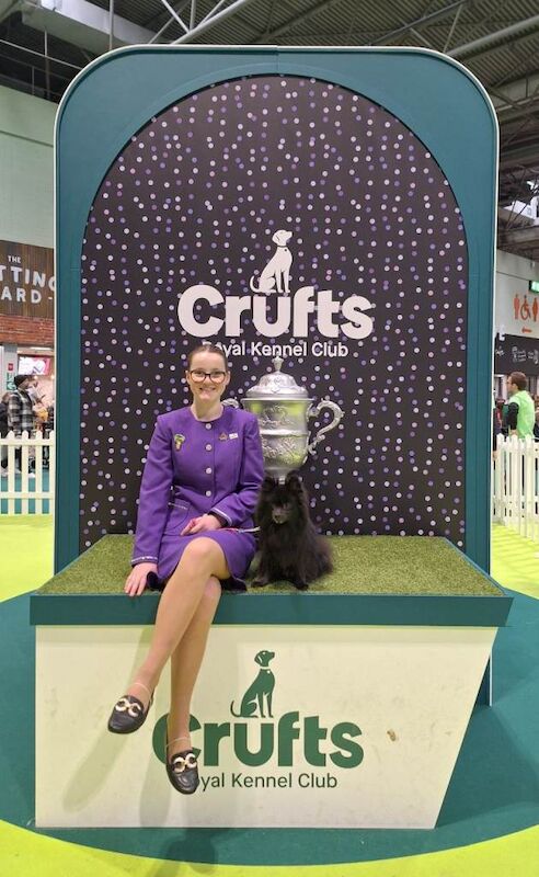 Tiny Pomeranian Pups Champion Bloodlines - Image 4 of 6