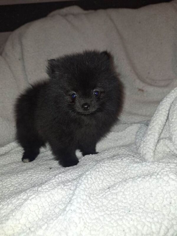 Tiny Pomeranian Pups Champion Bloodlines - Image 5 of 6