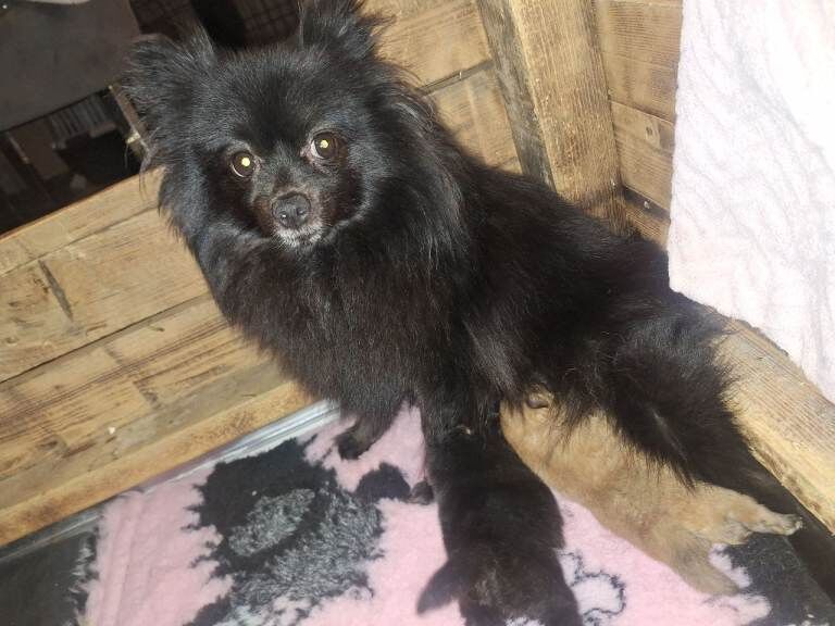 Tiny Pomeranian Pups Champion Bloodlines - Image 6 of 6