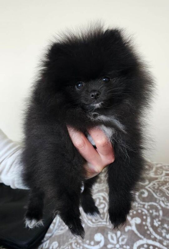 Tiny & Rare Boutique Pomeranian Girl – Tiny Size, Big Personality