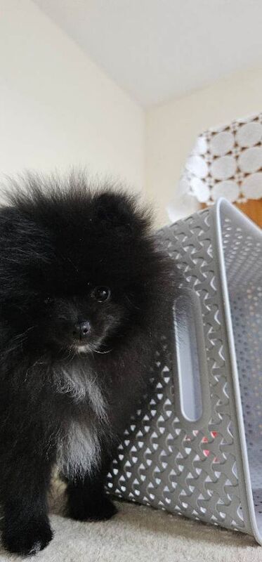 Tiny & Rare Boutique Pomeranian Girl – Tiny Size, Big Personality - Image 2 of 4