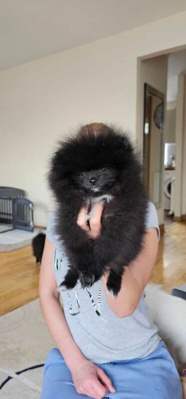 Tiny & Rare Boutique Pomeranian Girl – Tiny Size, Big Personality - Image 3 of 4