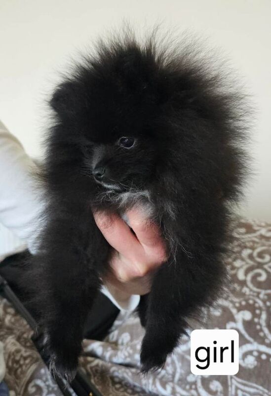 Tiny & Rare Boutique Pomeranian Girl – Tiny Size, Big Personality - Image 4 of 4