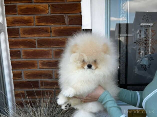 Tiny super fluffy pomeranian for sale in Nuneaton, Warwickshire - Image 1
