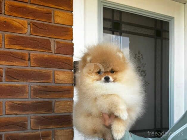 Tiny super fluffy pomeranian for sale in Nuneaton, Warwickshire - Image 2