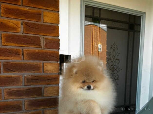 Tiny super fluffy pomeranian for sale in Nuneaton, Warwickshire - Image 3