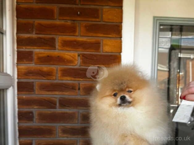 Tiny super fluffy pomeranian for sale in Nuneaton, Warwickshire - Image 4