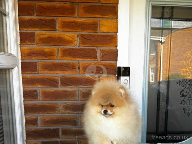 Pomeranian puppies for sale in Nuneaton, Warwickshire – KC registered, 1 year old - Image 5 of 5