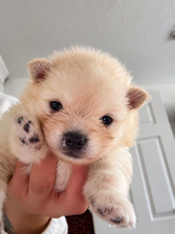 Tiny Teddy-Faced Pomeranian Puppies for Sale – Gorgeous Cream Fluffy Babies �